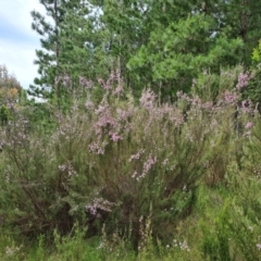 Kunzea parvifolia at Jerrabomberra, ACT - 26 Nov 2022 04:37 PM