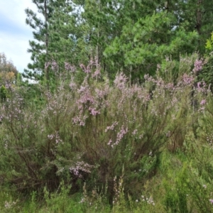 Kunzea parvifolia at Jerrabomberra, ACT - 26 Nov 2022 04:37 PM