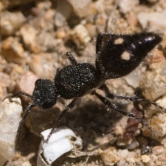Ephutomorpha bicolorata (Mutillid wasp or velvet ant) at Yarrow, NSW - 25 Nov 2022 by patrickcox