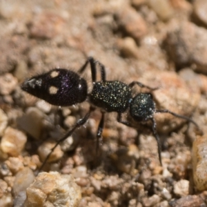 Ephutomorpha bicolorata at Googong Foreshore - 26 Nov 2022