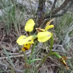 Diuris sulphurea (Tiger Orchid) at O'Connor, ACT - 23 Nov 2022 by AndyRussell