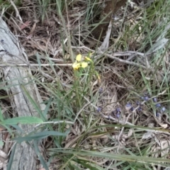 Diuris sulphurea at O'Connor, ACT - 23 Nov 2022