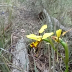 Diuris sulphurea at O'Connor, ACT - suppressed