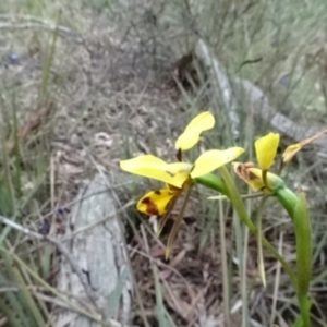 Diuris sulphurea at O'Connor, ACT - 23 Nov 2022