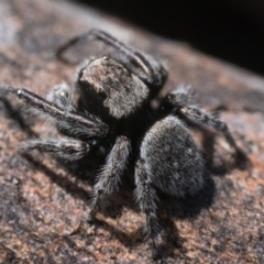 Maratus vespertilio (Bat-like peacock spider) at Googong Foreshore - 26 Nov 2022 by patrickcox