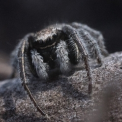 Maratus vespertilio at Yarrow, NSW - suppressed