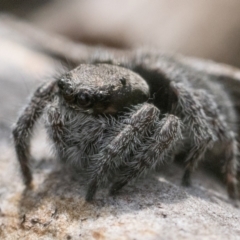 Maratus vespertilio at Yarrow, NSW - suppressed