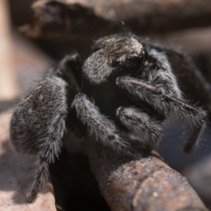 Maratus vespertilio at Yarrow, NSW - 26 Nov 2022