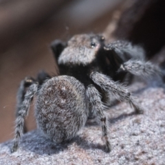 Maratus vespertilio at Yarrow, NSW - suppressed