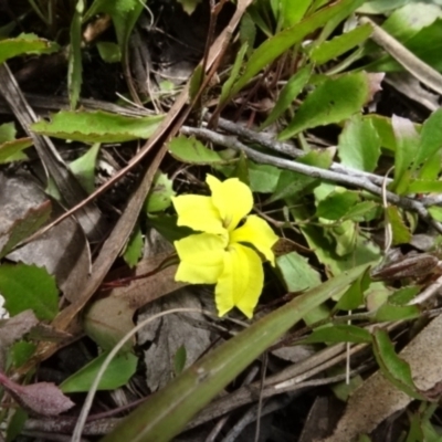 Goodenia hederacea (Ivy Goodenia) at O'Connor, ACT - 23 Nov 2022 by AndyRussell