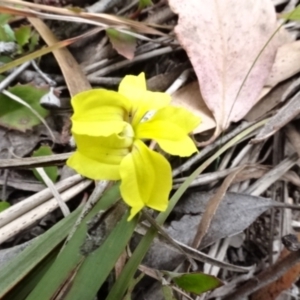 Goodenia hederacea at O'Connor, ACT - 23 Nov 2022 11:30 AM