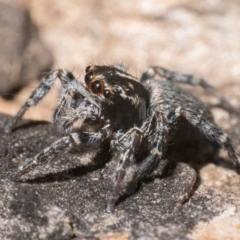 Maratus plumosus (Plumed Peacock Spider) at QPRC LGA - 26 Nov 2022 by patrickcox