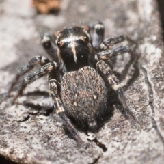 Maratus plumosus at Yarrow, NSW - 26 Nov 2022 11:00 AM