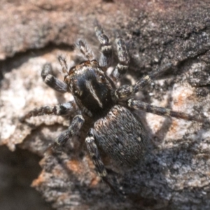 Maratus plumosus at Yarrow, NSW - 26 Nov 2022 11:00 AM