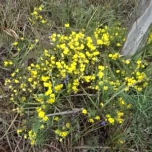 Gompholobium huegelii at O'Connor, ACT - 23 Nov 2022