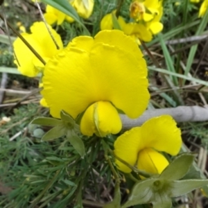 Gompholobium huegelii at O'Connor, ACT - 23 Nov 2022