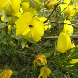 Gompholobium huegelii at O'Connor, ACT - 23 Nov 2022