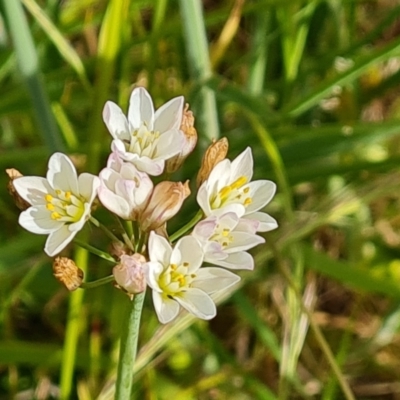 Nothoscordum borbonicum (Onion Weed) at Isaacs Ridge and Nearby - 26 Nov 2022 by Mike