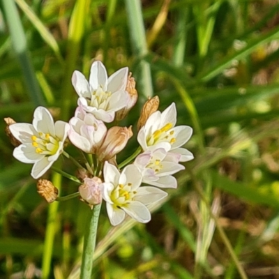 Nothoscordum borbonicum (Onion Weed) at Isaacs Ridge - 26 Nov 2022 by Mike