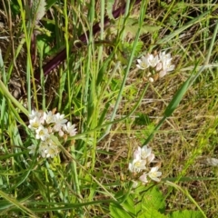 Nothoscordum borbonicum at Isaacs, ACT - 26 Nov 2022 05:13 PM