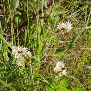 Nothoscordum borbonicum at Isaacs, ACT - 26 Nov 2022