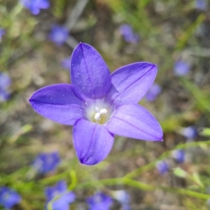 Wahlenbergia stricta subsp. stricta at Isaacs, ACT - 26 Nov 2022