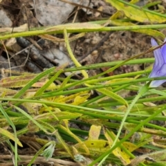 Wahlenbergia stricta subsp. stricta at Isaacs, ACT - 26 Nov 2022