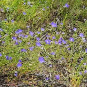 Wahlenbergia stricta subsp. stricta at Isaacs, ACT - 26 Nov 2022