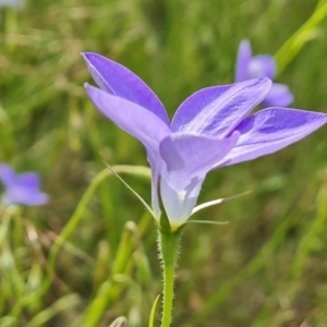 Wahlenbergia stricta subsp. stricta at Isaacs, ACT - 26 Nov 2022