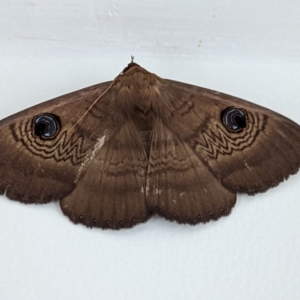 Dasypodia selenophora at Watson, ACT - 26 Nov 2022