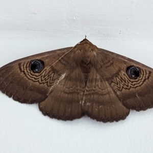 Dasypodia selenophora at Watson, ACT - 26 Nov 2022