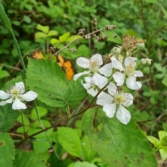 Rubus anglocandicans (Blackberry) at Isaacs Ridge and Nearby - 26 Nov 2022 by Mike