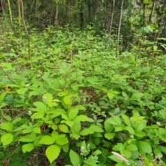 Rubus anglocandicans at Jerrabomberra, ACT - 26 Nov 2022