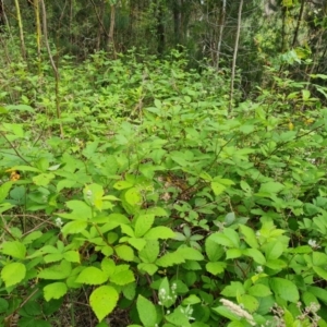 Rubus anglocandicans at Jerrabomberra, ACT - 26 Nov 2022 05:01 PM