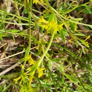 Pimelea curviflora at Jerrabomberra, ACT - 26 Nov 2022