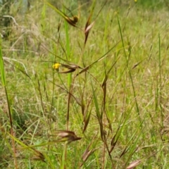 Themeda triandra (Kangaroo Grass) at Jerrabomberra, ACT - 26 Nov 2022 by Mike