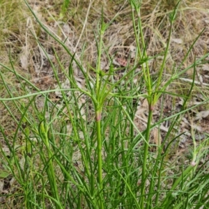 Eryngium ovinum at Jerrabomberra, ACT - 26 Nov 2022 04:53 PM