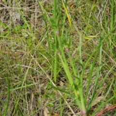 Eryngium ovinum at Jerrabomberra, ACT - 26 Nov 2022 04:53 PM