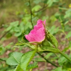 Rosa rubiginosa (Sweet Briar, Eglantine) at Jerrabomberra, ACT - 26 Nov 2022 by Mike