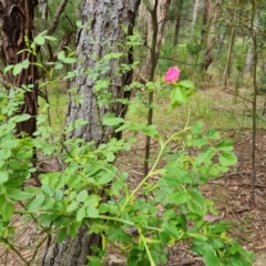Rosa rubiginosa at Jerrabomberra, ACT - 26 Nov 2022 04:49 PM