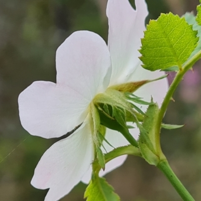 Rosa canina (Dog Rose) at Isaacs Ridge and Nearby - 26 Nov 2022 by Mike