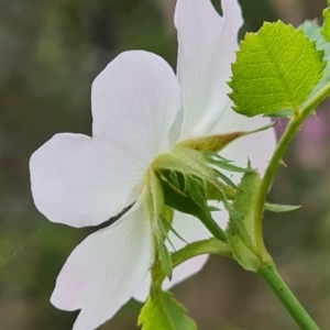 Rosa canina at Jerrabomberra, ACT - 26 Nov 2022