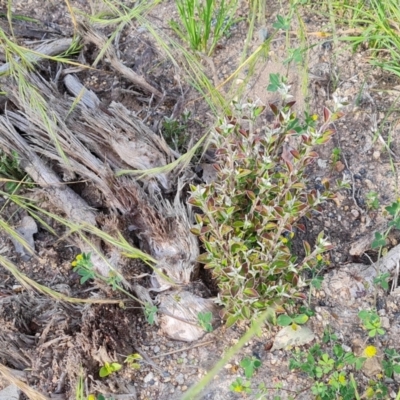 Cotoneaster pannosus (Cotoneaster) at Isaacs Ridge - 26 Nov 2022 by Mike