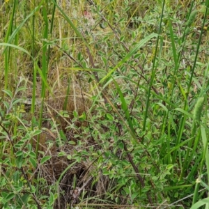 Cotoneaster pannosus at Isaacs, ACT - 26 Nov 2022