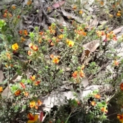 Pultenaea procumbens (Bush Pea) at O'Connor, ACT - 23 Nov 2022 by AndyRussell