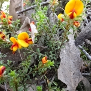 Pultenaea procumbens at O'Connor, ACT - 23 Nov 2022