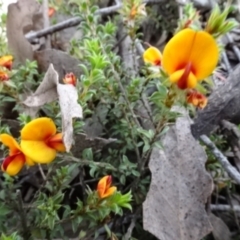 Pultenaea procumbens at O'Connor, ACT - 23 Nov 2022