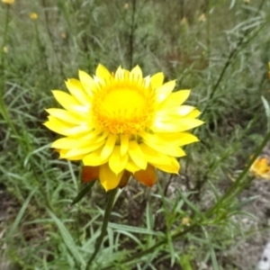 Xerochrysum viscosum at O'Connor, ACT - 23 Nov 2022 11:50 AM