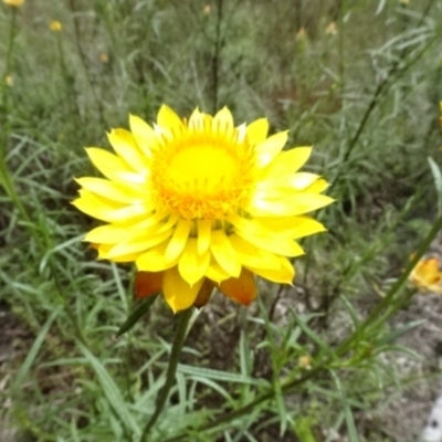 Xerochrysum viscosum (Sticky Everlasting) at Bruce Ridge - 23 Nov 2022 by AndyRussell