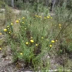 Xerochrysum viscosum at O'Connor, ACT - 23 Nov 2022